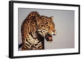 Jaguar-DLILLC-Framed Photographic Print