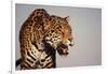 Jaguar-DLILLC-Framed Photographic Print