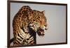 Jaguar-DLILLC-Framed Photographic Print