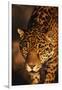 Jaguar-DLILLC-Framed Photographic Print