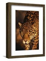 Jaguar-DLILLC-Framed Photographic Print