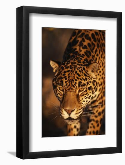 Jaguar-DLILLC-Framed Photographic Print