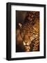 Jaguar-DLILLC-Framed Photographic Print