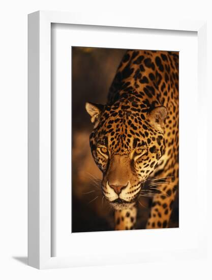 Jaguar-DLILLC-Framed Photographic Print