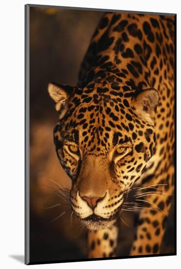 Jaguar-DLILLC-Mounted Photographic Print