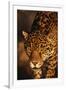 Jaguar-DLILLC-Framed Photographic Print