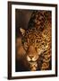 Jaguar-DLILLC-Framed Photographic Print