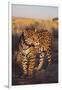 Jaguar-DLILLC-Framed Photographic Print