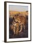 Jaguar-DLILLC-Framed Photographic Print