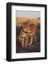 Jaguar-DLILLC-Framed Photographic Print