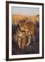 Jaguar-DLILLC-Framed Photographic Print