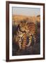 Jaguar-DLILLC-Framed Photographic Print