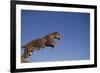 Jaguar-DLILLC-Framed Photographic Print