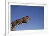 Jaguar-DLILLC-Framed Photographic Print