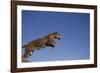 Jaguar-DLILLC-Framed Photographic Print