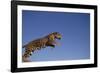 Jaguar-DLILLC-Framed Photographic Print