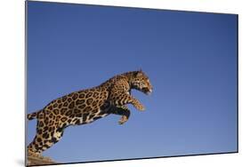 Jaguar-DLILLC-Mounted Photographic Print