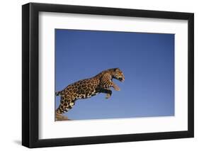 Jaguar-DLILLC-Framed Photographic Print