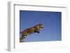 Jaguar-DLILLC-Framed Photographic Print