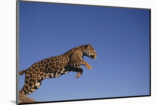 Jaguar-DLILLC-Mounted Photographic Print