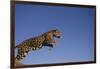 Jaguar-DLILLC-Framed Photographic Print