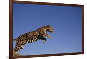 Jaguar-DLILLC-Framed Photographic Print