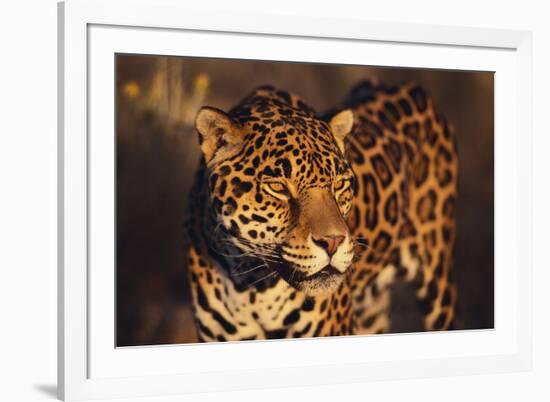 Jaguar-DLILLC-Framed Photographic Print