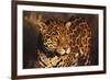 Jaguar-DLILLC-Framed Photographic Print