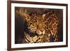 Jaguar-DLILLC-Framed Photographic Print