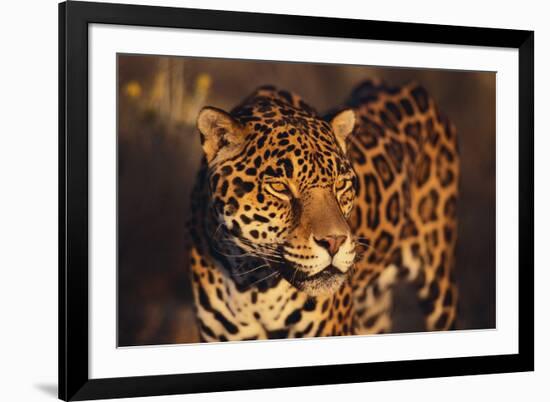 Jaguar-DLILLC-Framed Photographic Print