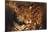 Jaguar-DLILLC-Mounted Photographic Print