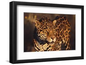 Jaguar-DLILLC-Framed Photographic Print