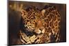 Jaguar-DLILLC-Mounted Photographic Print