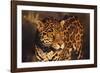 Jaguar-DLILLC-Framed Photographic Print