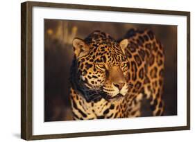 Jaguar-DLILLC-Framed Photographic Print