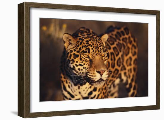 Jaguar-DLILLC-Framed Photographic Print