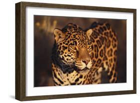 Jaguar-DLILLC-Framed Photographic Print