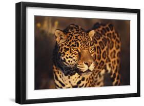 Jaguar-DLILLC-Framed Photographic Print