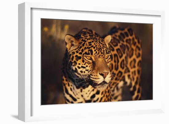 Jaguar-DLILLC-Framed Photographic Print