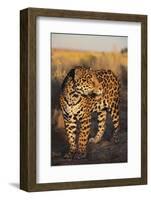 Jaguar-DLILLC-Framed Photographic Print