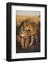 Jaguar-DLILLC-Framed Photographic Print