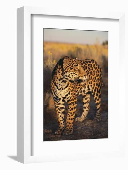 Jaguar-DLILLC-Framed Photographic Print