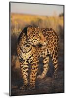 Jaguar-DLILLC-Mounted Photographic Print