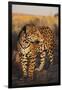 Jaguar-DLILLC-Framed Photographic Print