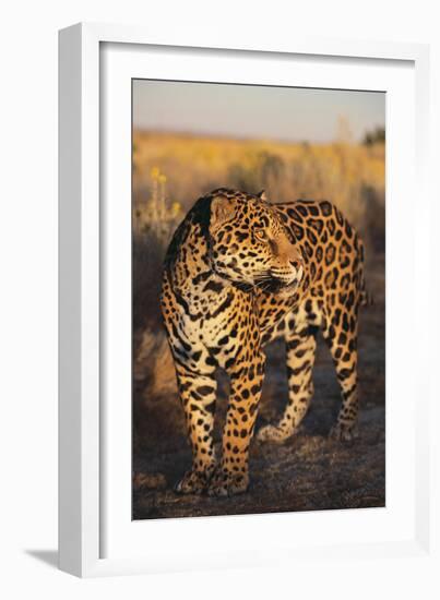 Jaguar-DLILLC-Framed Photographic Print