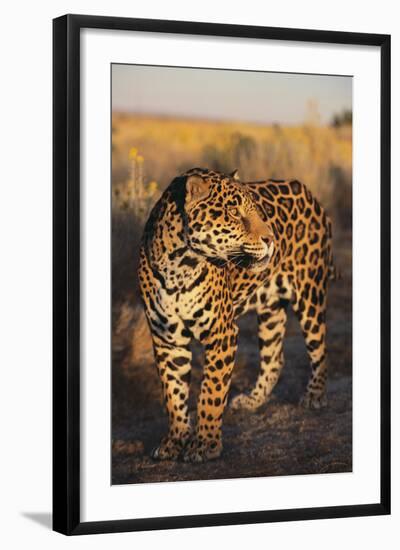 Jaguar-DLILLC-Framed Photographic Print