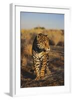 Jaguar-DLILLC-Framed Photographic Print