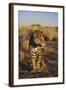 Jaguar-DLILLC-Framed Photographic Print