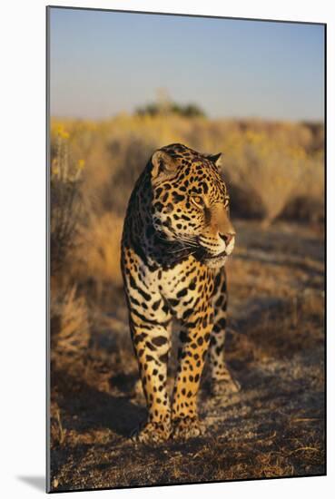 Jaguar-DLILLC-Mounted Photographic Print