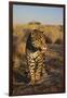 Jaguar-DLILLC-Framed Photographic Print